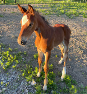 Indiana u. Philadelphia (Contendro x Irco Mena)