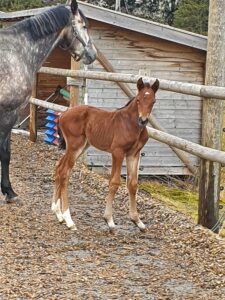 Come On Petite Fleur u. Tobajo Capriole (Azteca VDL x Bøgegårdens Apollo)