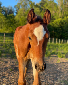 Indiana u. Philadelphia (Contendro x Irco Mena)